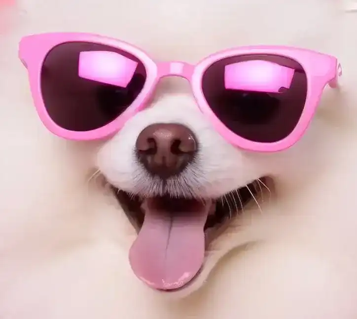 Close up on Cute Dog with Sun Glasses